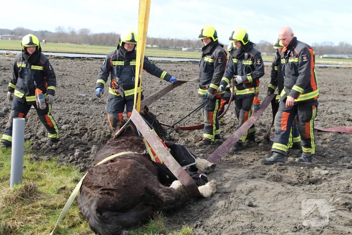 Paard valt in groot gat naast rijplaten