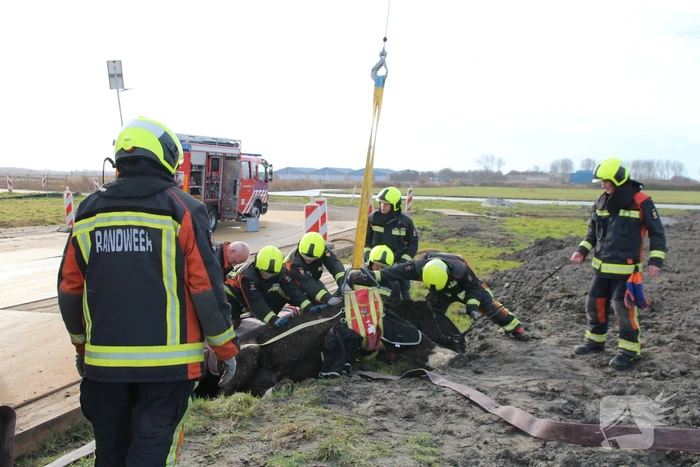Paard valt in groot gat naast rijplaten