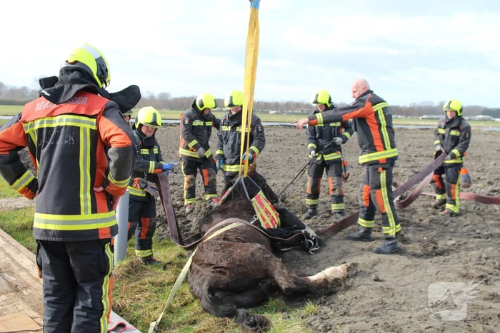 Paard valt in groot gat naast rijplaten