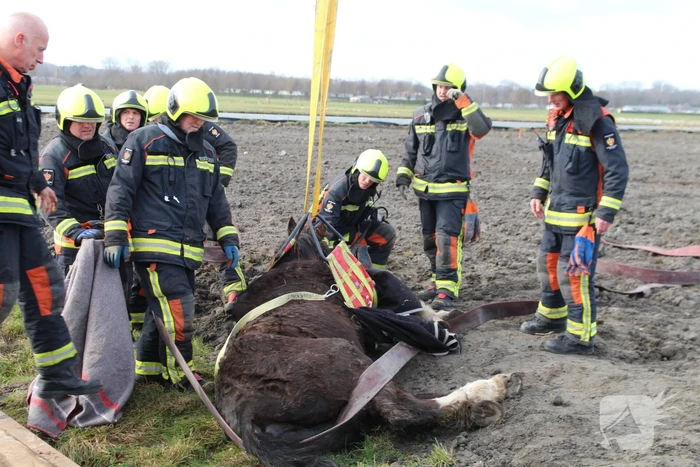 Paard valt in groot gat naast rijplaten