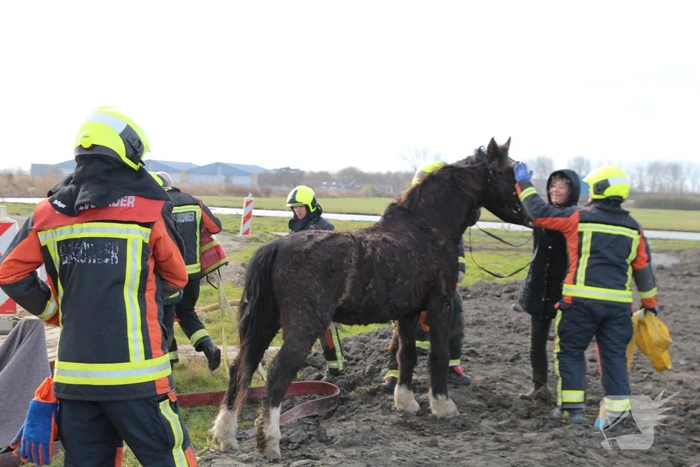 Paard valt in groot gat naast rijplaten