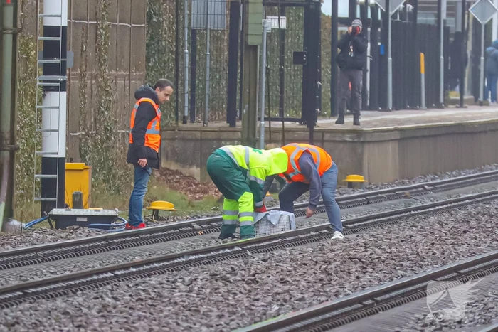 Vos aangereden door trein