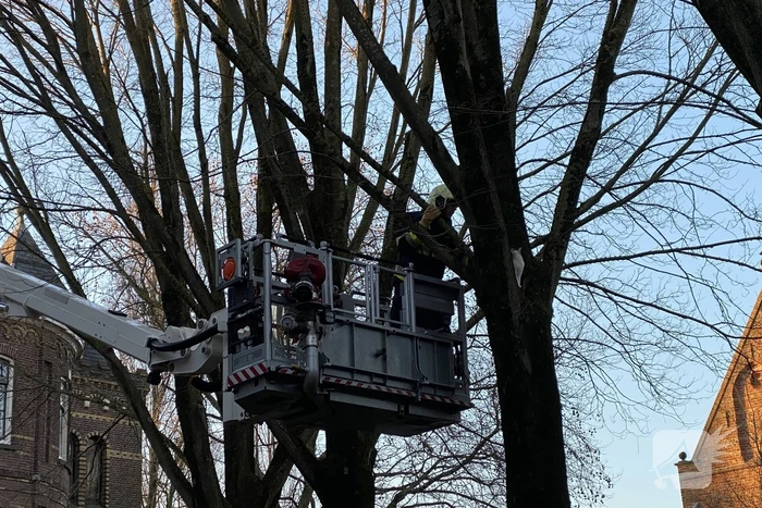 Brandweer redt kat uit boom