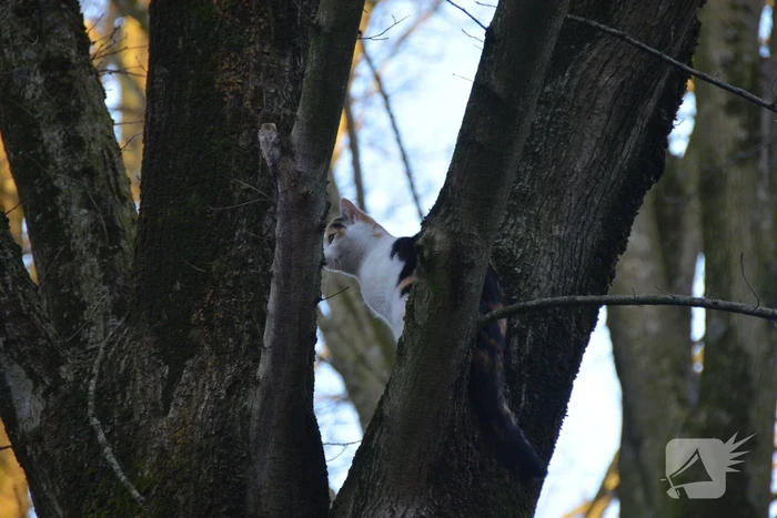 Brandweer redt kat uit boom