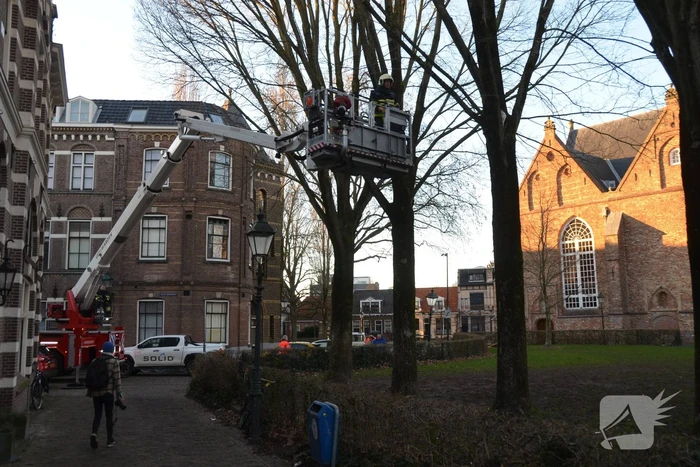 Brandweer redt kat uit boom