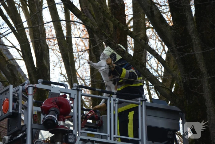 Brandweer redt kat uit boom