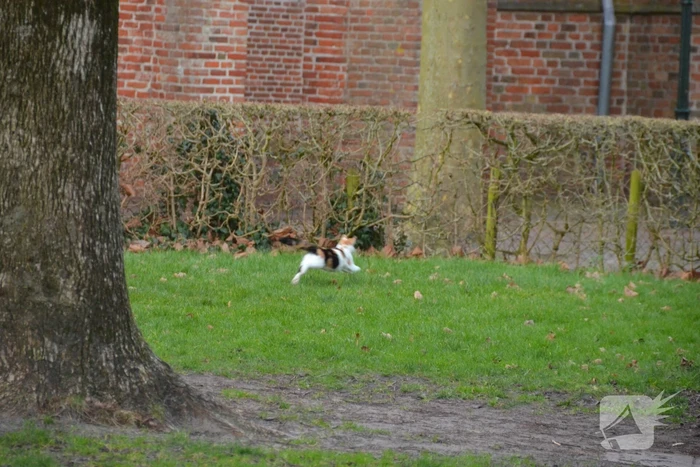 Brandweer redt kat uit boom