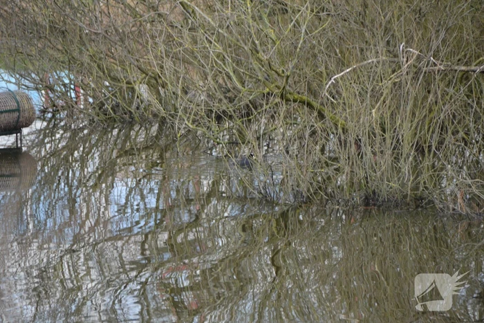 Meerkoet raakt verstrikt en wordt gered door brandweer