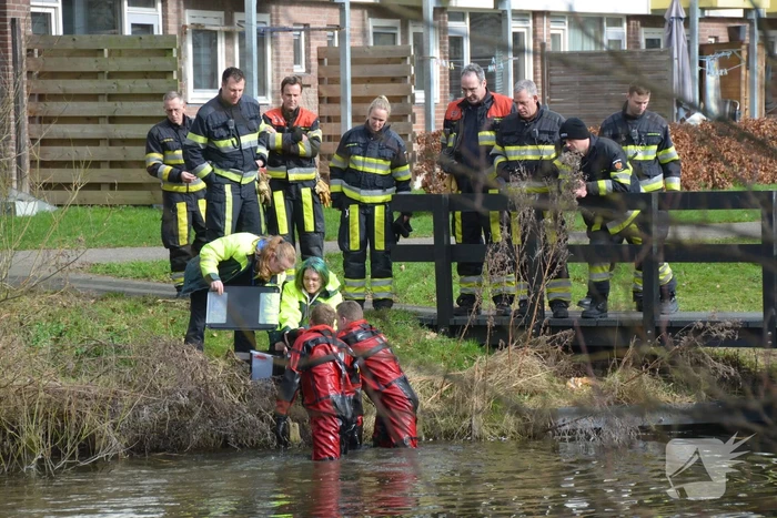 Meerkoet raakt verstrikt en wordt gered door brandweer