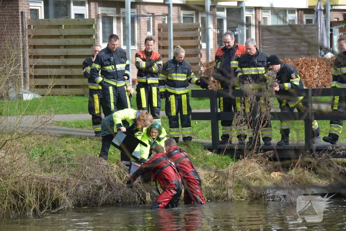 Meerkoet raakt verstrikt en wordt gered door brandweer