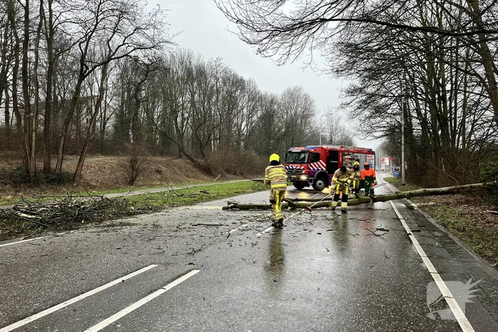 Weg geblokkeerd door omgewaaide boom
