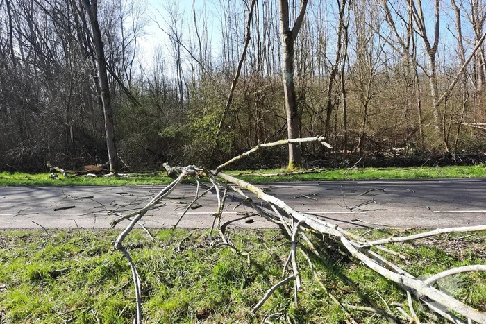 Omgewaaide bomen blokkeren weg