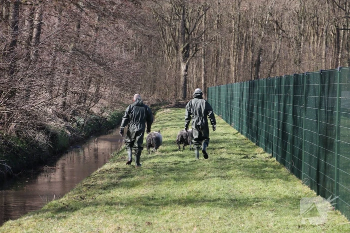 Brandweer redt vier schapen uit de sloot