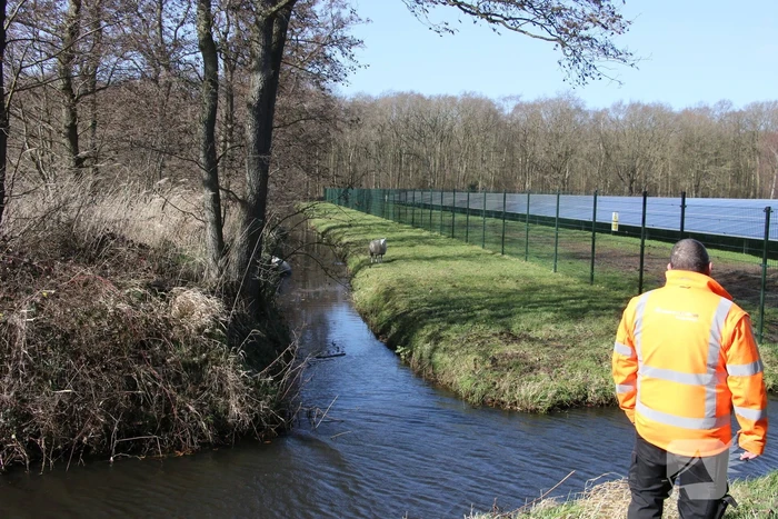 Brandweer redt vier schapen uit de sloot