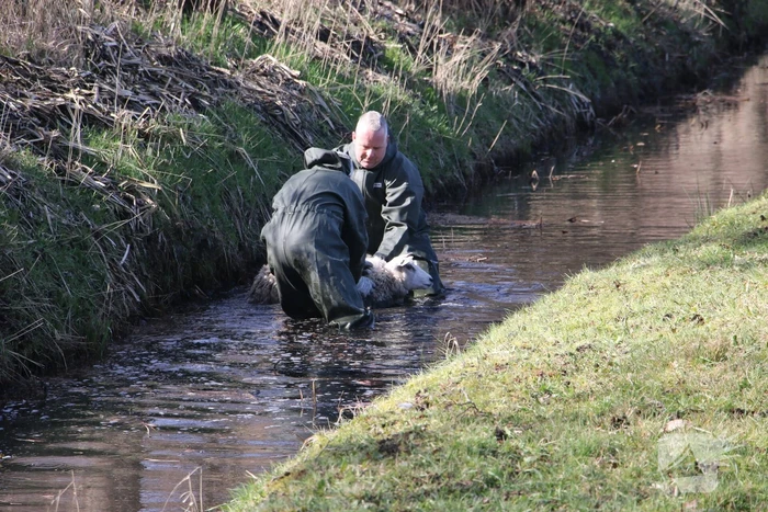 Brandweer redt vier schapen uit de sloot
