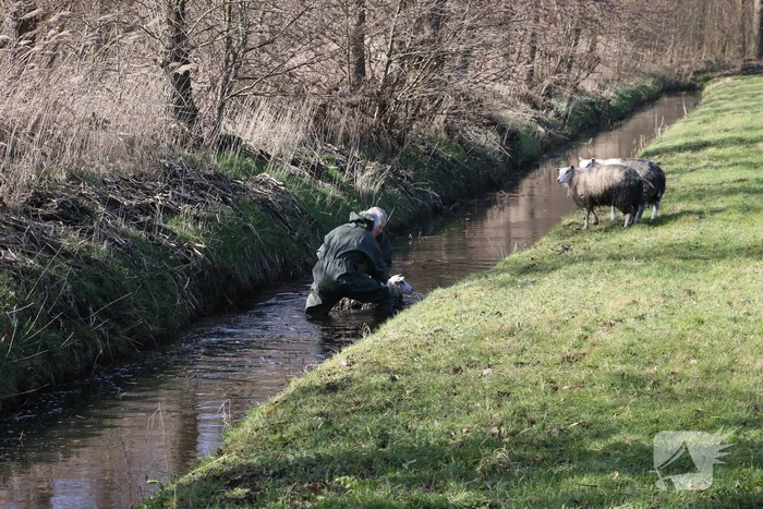 Brandweer redt vier schapen uit de sloot