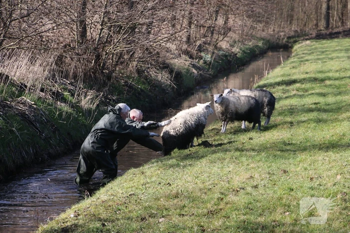 Brandweer redt vier schapen uit de sloot
