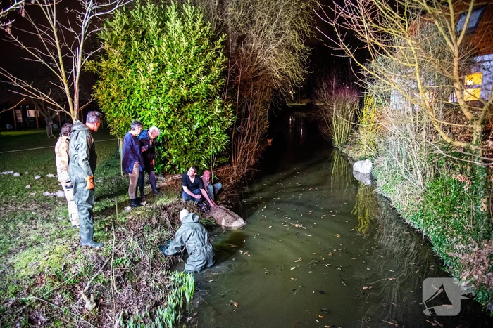 Meerdere schapen springen in sloot door ontsnapte honden, één schaap overleden