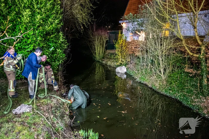 Meerdere schapen springen in sloot door ontsnapte honden, één schaap overleden