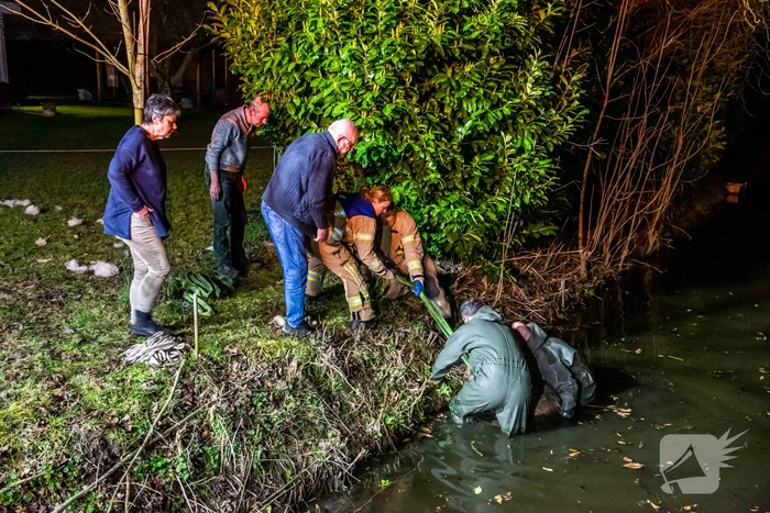 Meerdere schapen springen in sloot door ontsnapte honden, één schaap overleden