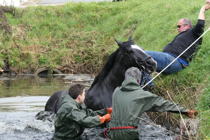 Paard belandt in diepe sloot