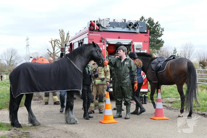 Paard belandt in diepe sloot