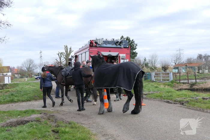 Paard belandt in diepe sloot