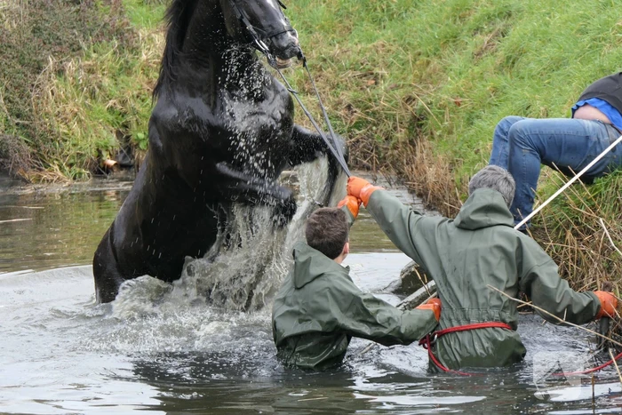 Paard belandt in diepe sloot