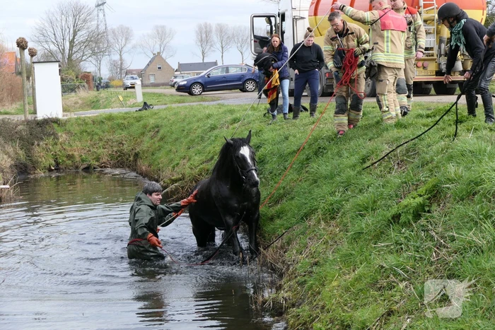 Paard belandt in diepe sloot