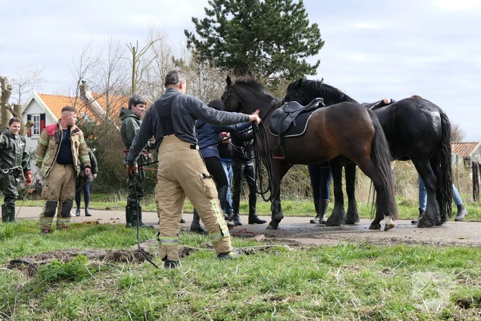 Paard belandt in diepe sloot