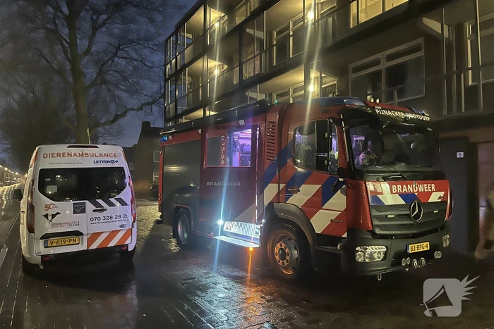 Vogels vast in buis van flatgebouw