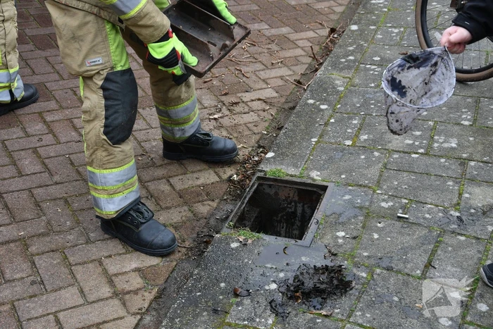 Brandweer redt twee padden uit rioolput