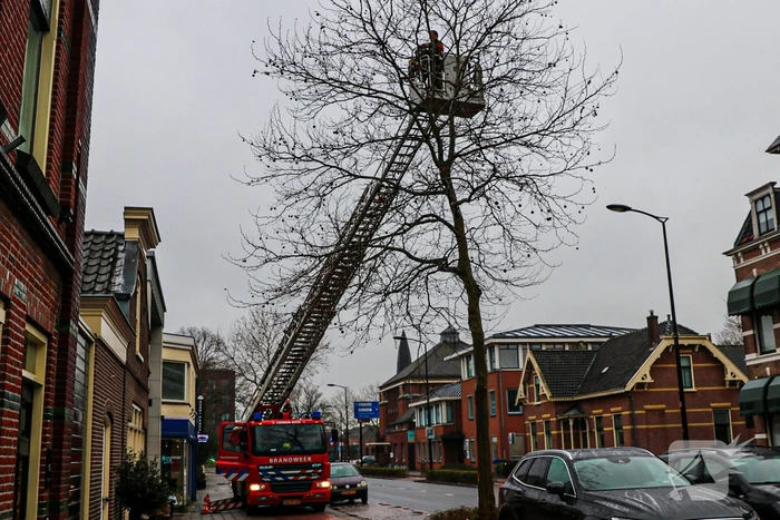 Grote zak vast in boom