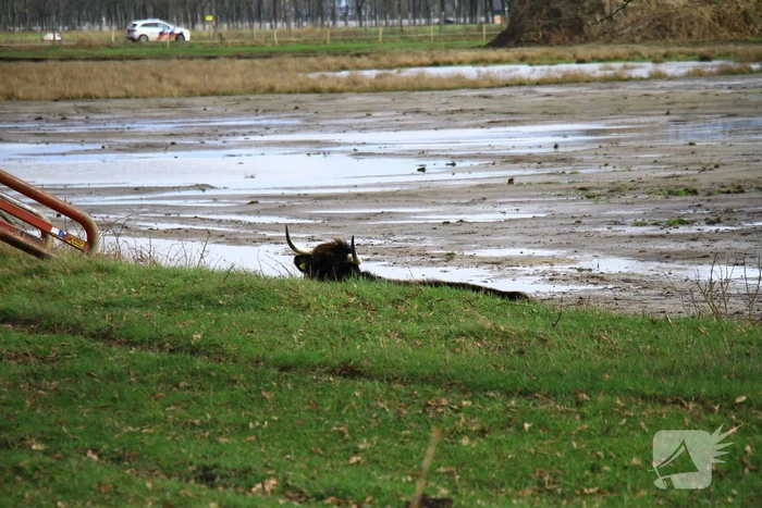 Koe vast in modder