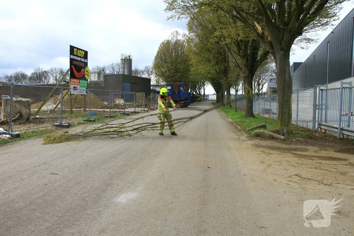 Grote tak breekt uit boom en belandt op weg