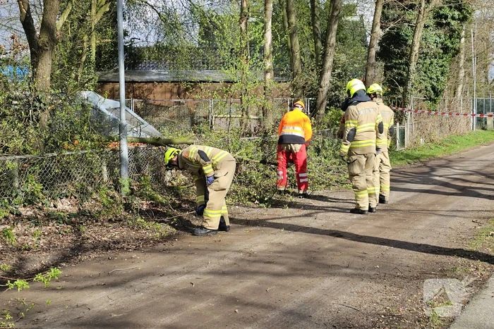 Brandweer zaagt deels omgewaaide boom om