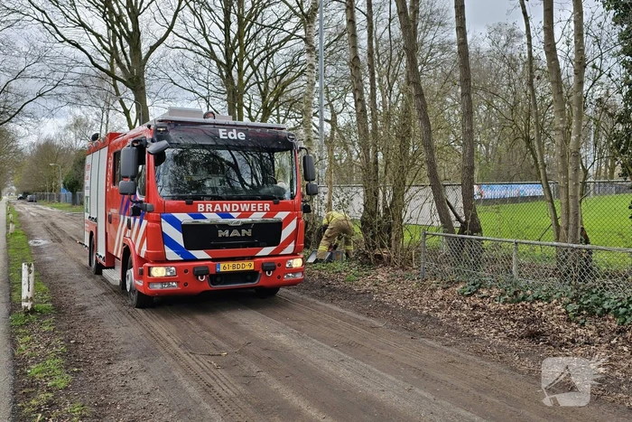 Brandweer zaagt deels omgewaaide boom om