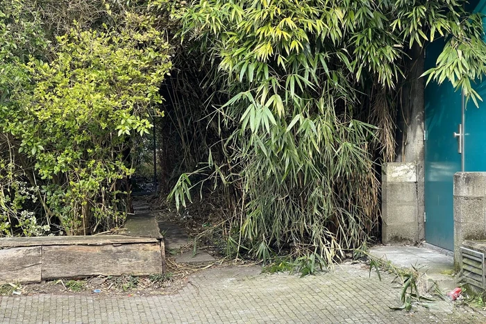 Egel gered bij brand in bosjes