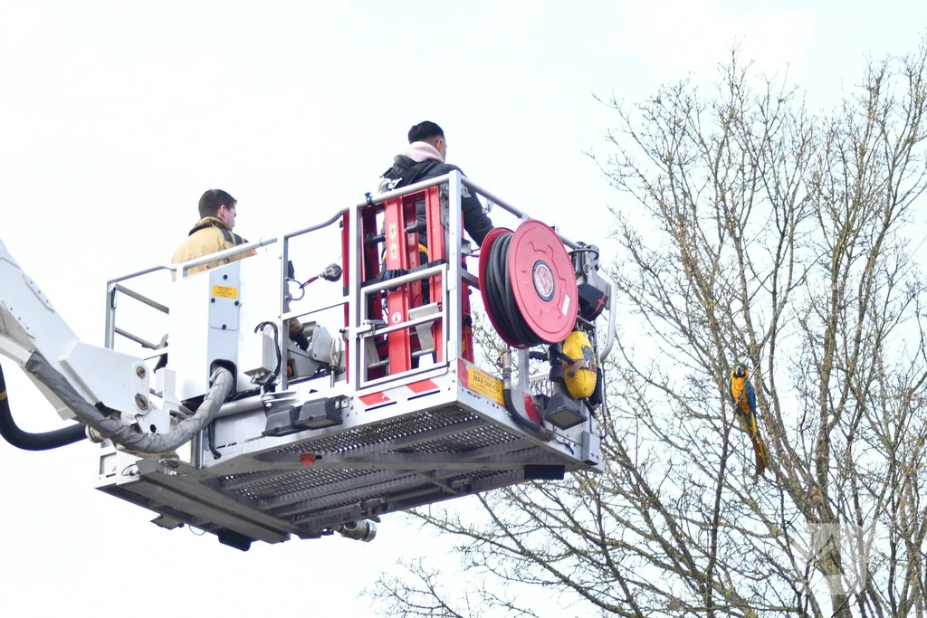 Galjoen 13 112 nieuws Lelystad 