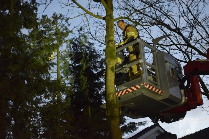 nieuws lijsterberg rhenen