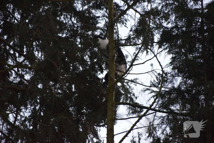Kat in hoge boom op de vlucht voor brandweer