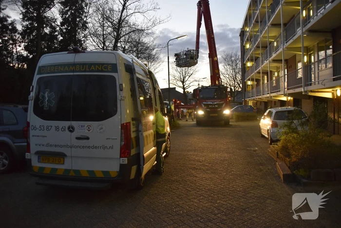Kat in hoge boom op de vlucht voor brandweer