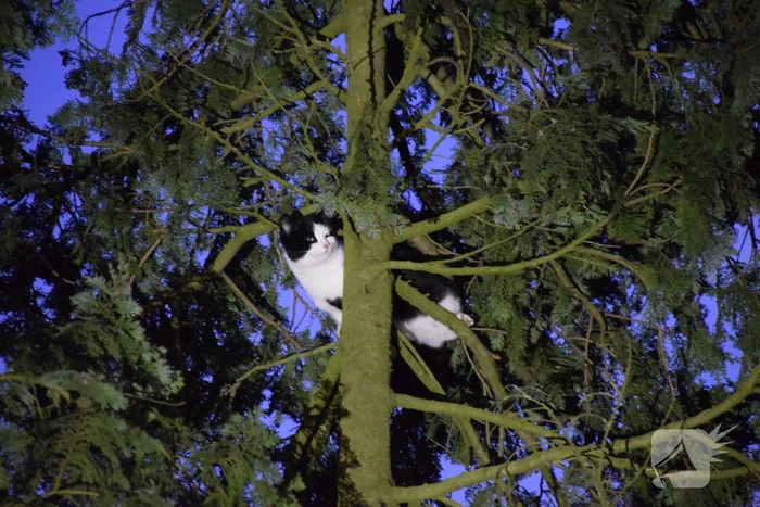 Kat in hoge boom op de vlucht voor brandweer