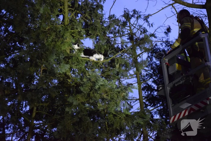 Kat in hoge boom op de vlucht voor brandweer