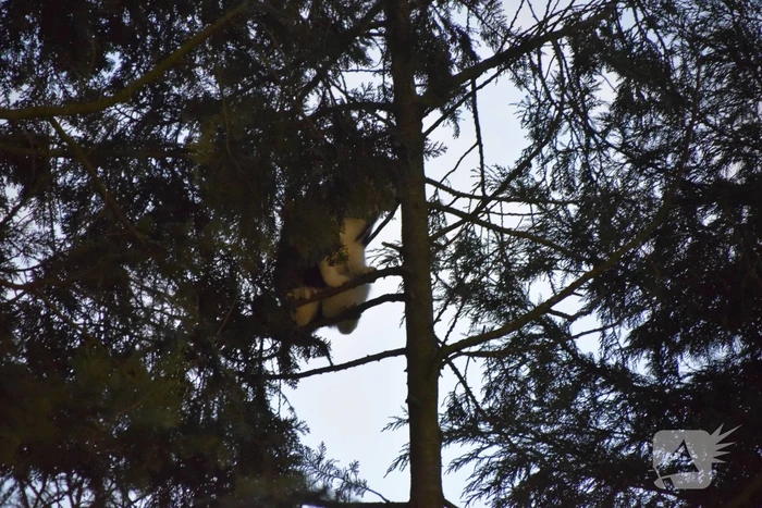 Kat in hoge boom op de vlucht voor brandweer