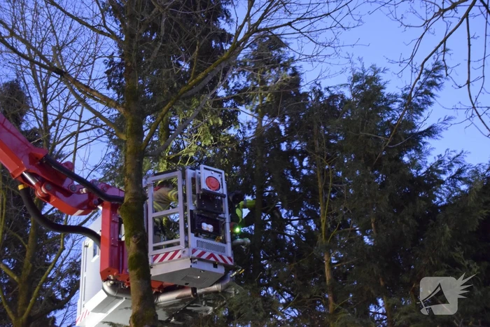 Kat in hoge boom op de vlucht voor brandweer