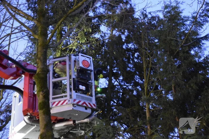 Kat in hoge boom op de vlucht voor brandweer