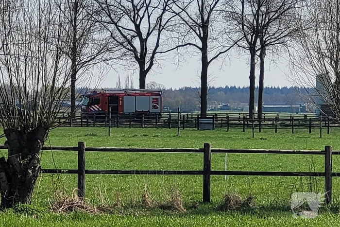 9000 varkens overleden door grote stalbrand