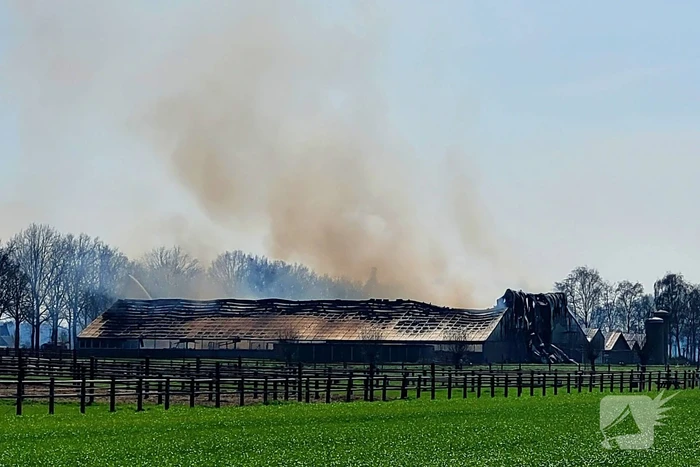 9000 varkens overleden door grote stalbrand