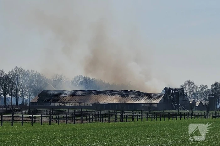 9000 varkens overleden door grote stalbrand